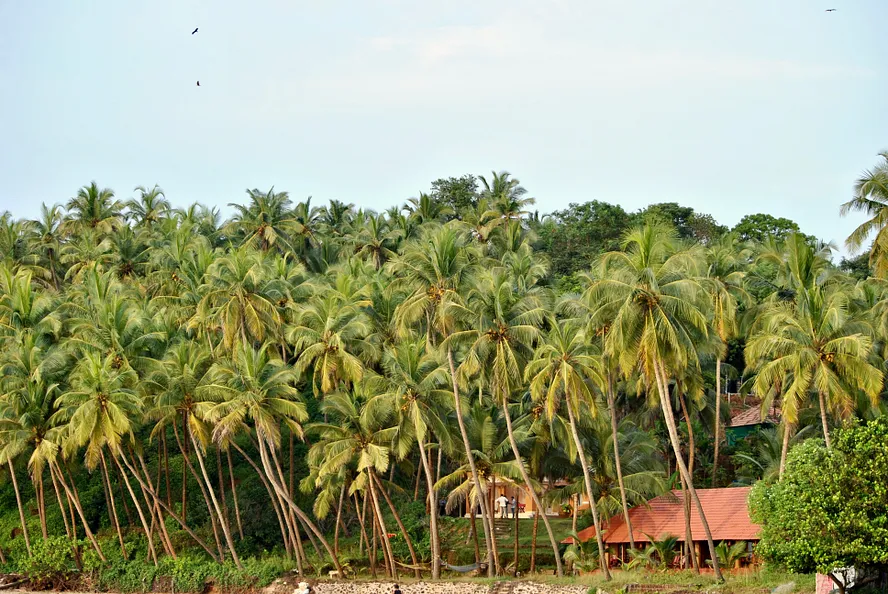 The cottage from afar surrounded by coconut trees